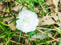 Portulaca oleracea blooming in the garden with white pink yellow and orange Verdolaga Pigweed Little Hogweed Pusley Royalty Free Stock Photo