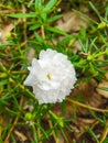 Portulaca oleracea blooming in the garden with white pink yellow and orange Verdolaga Pigweed Little Hogweed Pusley Royalty Free Stock Photo