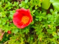 Portulaca oleracea blooming garden with white pink yellow orange Verdolaga Pigweed Little Hogweed Pusley Royalty Free Stock Photo