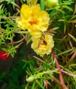 Portulaca oleracea blooming garden with white pink yellow orange Verdolaga Pigweed Little Hogweed Pusley Royalty Free Stock Photo