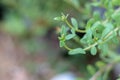 Portulaca oleracea common purslane, also known as verdolaga, pigweed, little hogweed, red root, pursley, and moss rose Royalty Free Stock Photo
