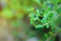 Portulaca oleracea common purslane, also known as verdolaga, pigweed, little hogweed, red root, pursley, and moss rose Royalty Free Stock Photo