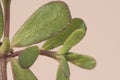 Portulaca oleracea Common Purslane edible summer succulent plant with fleshy green leaves and red stems