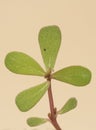 Portulaca oleracea Common Purslane edible summer succulent plant with fleshy green leaves and red stems