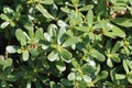 Portulaca oleracea (common purslane) Royalty Free Stock Photo