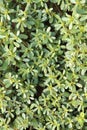 Portulaca oleracea (common purslane) Royalty Free Stock Photo