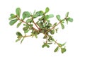 Portulaca oleracea over white Royalty Free Stock Photo