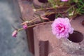 Portulaca oleracea flower