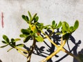 portulaca oleracea plant evergreen plant desert plants nature softstem Royalty Free Stock Photo