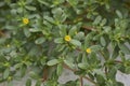 Close up flowers and leaves of Portulaca oleracea p