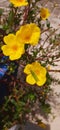 Portulaca Quadirifida Royalty Free Stock Photo