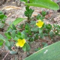 Portulaca quadrifida