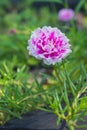 Portulaca Rosemoss Royalty Free Stock Photo