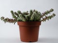 portulaca werdermannii in flowerpot on white background