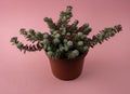 portulaca werdermannii in flowerpot on pink background top view