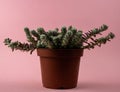 portulaca werdermannii in flowerpot on pink background