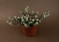 portulaca werdermannii in flowerpot on brown background top view