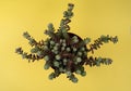 portulaca werdermannii in flowerpot on yellow background overhead view