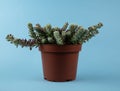 portulaca werdermannii in flowerpot on blue background