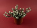 portulaca werdermannii in flowerpot on red background top view