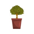 Portulacaria indoor house bonsai tree in brown pot, element for decoration home interior vector Illustration on a white Royalty Free Stock Photo