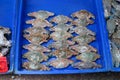 Portunus pelagicus or blue crab Royalty Free Stock Photo