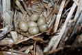 Porzana parva. The nest of the Little Crake in nature.