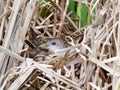 Porzana parva. The nest of the Little Crake in nature.