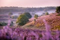 Posbank national park Veluwezoom, blooming Heather fields during Sunrise at the Veluwe in the Netherlands, purple hills