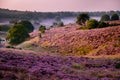 Posbank national park Veluwezoom, blooming Heather fields during Sunrise at the Veluwe in the Netherlands, purple hills