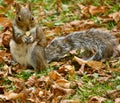 Pose of the eating Grey Squirrel