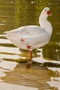 Pose of a female goose