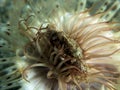 Pose first beautiful crab lay down on soft coral