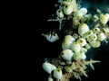 pose fourth beautiful puffer fish on green soft coral