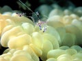 Pose fourth Beautiful white soft coral in the darkness