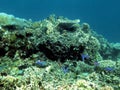 Pose fourth coral Bleaching