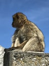 Pose of a Gibraltar ape Royalty Free Stock Photo