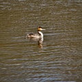 Pose of the Great Crested Grebe