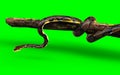 A Pose of Malayopython reticulatus snake, python species with clipping path