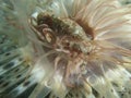 Pose second Beautiful crab on anemones