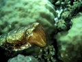 Pose second Beautiful cuttle fish in the darkness Royalty Free Stock Photo