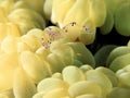 Pose second Beautiful white soft coral