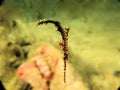 Pose tenth Beautiful Ornate ghost pipe fish