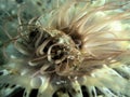 Pose thirth Beautiful crab on anemones