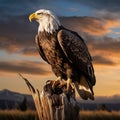 Posed Bald Eagle