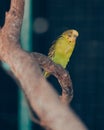 Posed parakeets and roosts on tree branches in cages