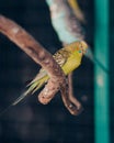 Posed parakeets and roosts on tree branches in cages