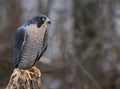 Posed Peregrine Falcon Royalty Free Stock Photo