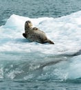 Poser Sea Lion Laying on Iceberg North Pacific Ocean Royalty Free Stock Photo
