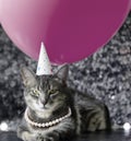 Posh cat party event, balloons,glitter and pearl necklace. Royalty Free Stock Photo